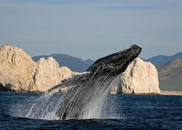 Park Hyatt Cabo Del Sol Hotel 5*